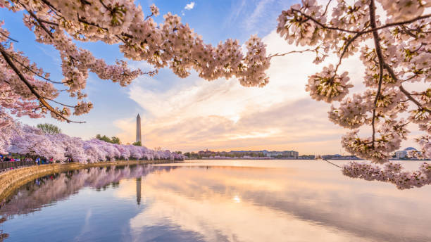 istock Washington DC, USA in spring season 1089340902