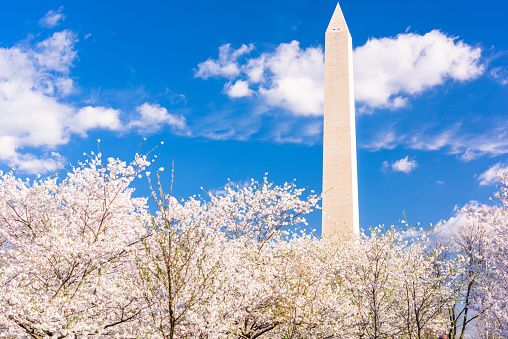 Washington DC during Cherrry Blossom Festival