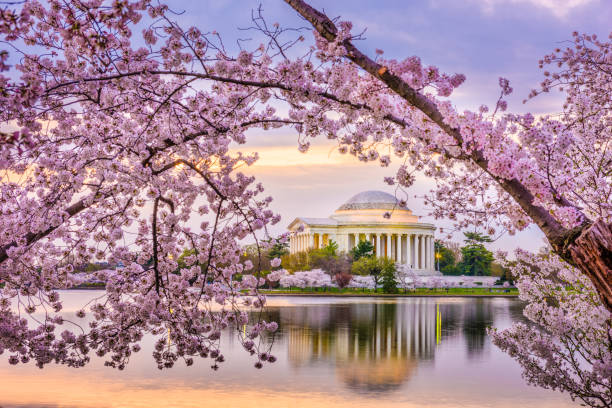 ワシントン dc、アメリカ合衆国ジェファーソン記念堂 - cherry blossom cherry tree tree washington dc ストックフォトと画像