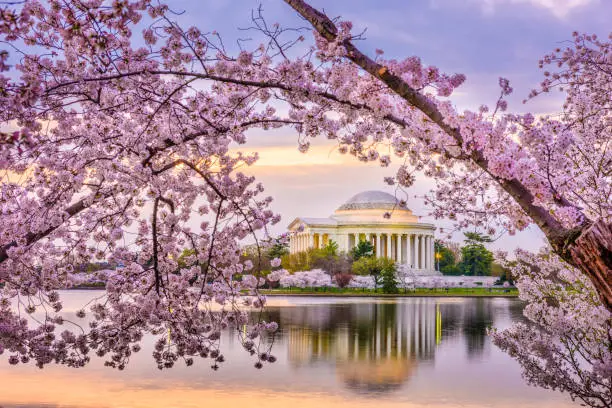 Washington DC, USA at the Jefferson Memorial and Tidal Basin during spring season.