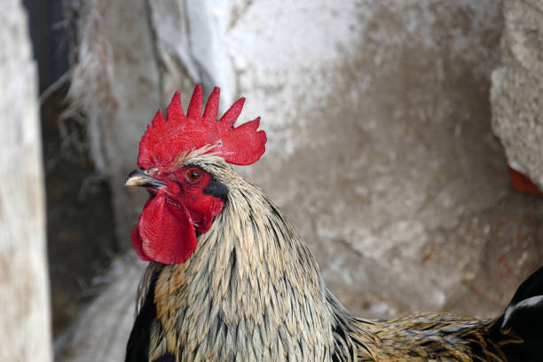 cock and hens in the village setting,