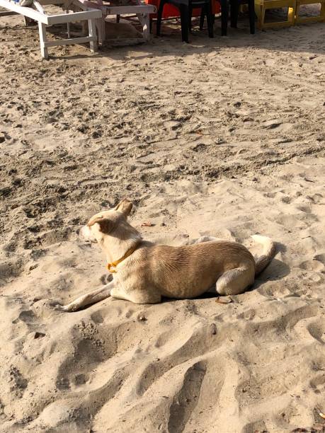 istock Wild dogs on Goa beach 1089343132
