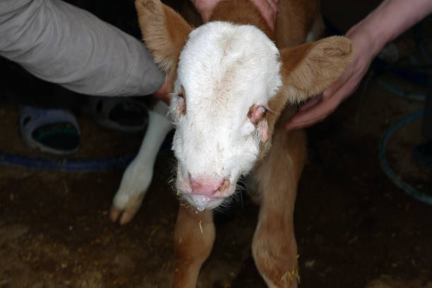 istock a disabled calf, born with blind eyes 1089343950