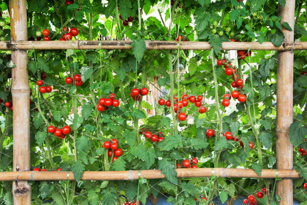 pomodori agricoltura in fattoria. bellissimi pomodori rossi con recinzione di bambù che pianta sfondo - fence formal garden gardening ornamental garden foto e immagini stock