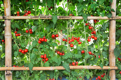 Tomatoes agriculture at farm. Beautiful red tomatoes with bamboo fence planting background