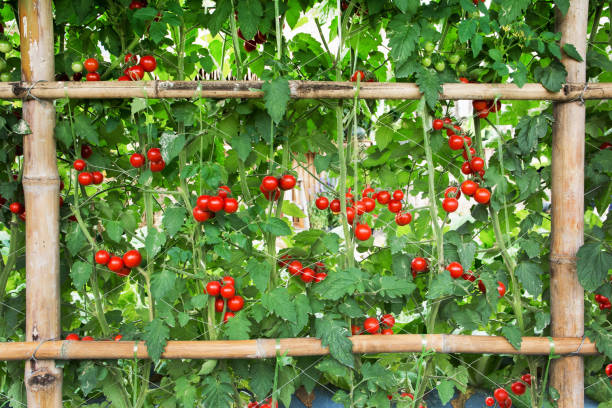 Tomatoes agriculture at farm. Beautiful red tomatoes with bamboo fence planting background Tomatoes agriculture at farm. Beautiful red tomatoes with bamboo fence planting background brush fence stock pictures, royalty-free photos & images