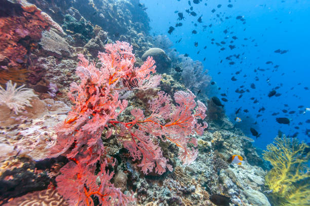 istock Coral garden in Indonesia 1089349382