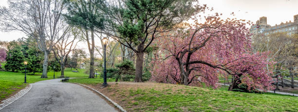 istock Central Park, New York City in spring 1089349616