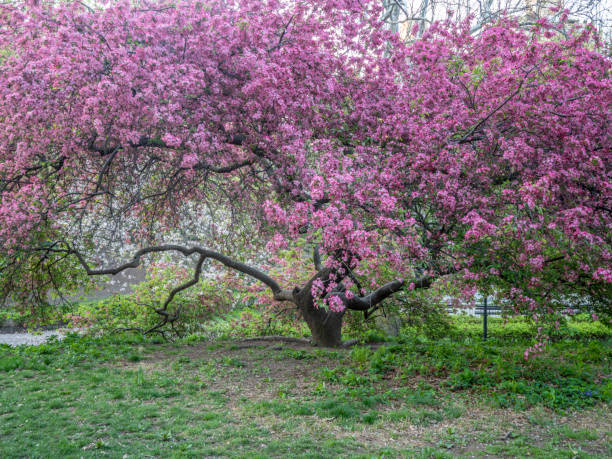 istock Central Park, New York City in spring 1089349794