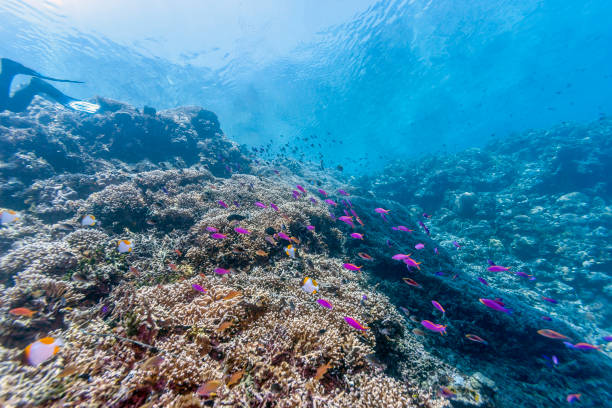 istock Coral garden in Indonesia 1089349982