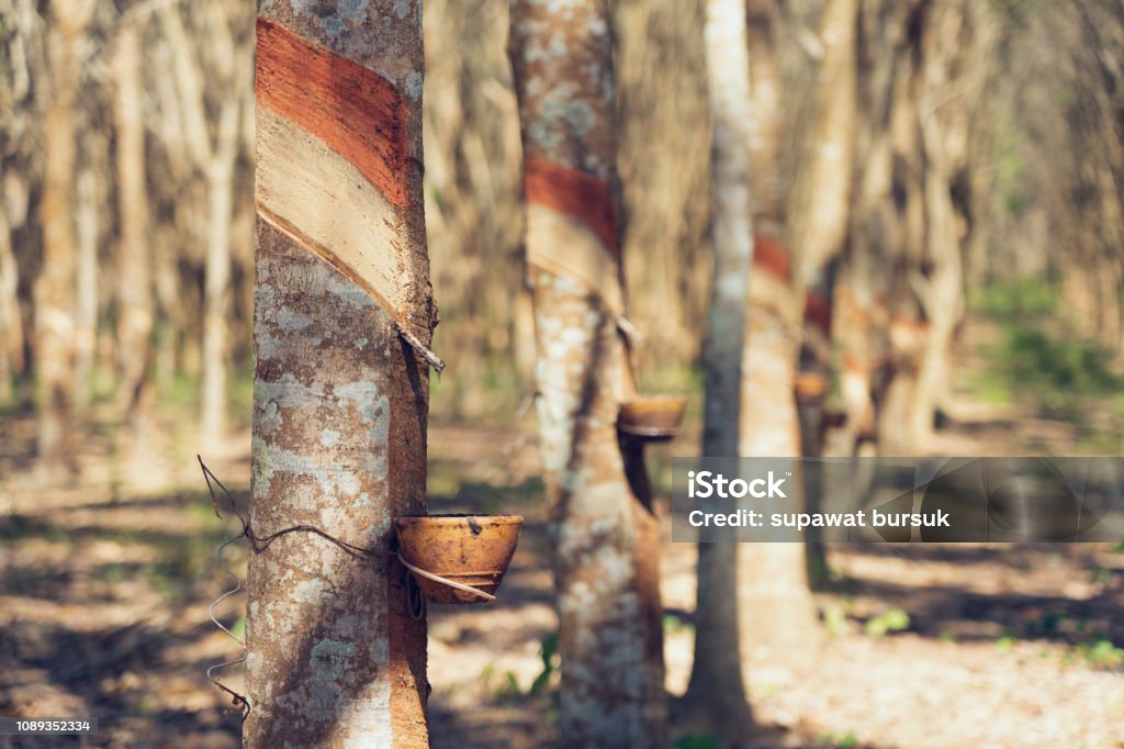 Rubber tree (Hevea brasiliensis) produces latex. By using knife cut at the outer surface of the trunk. Latex like milk Conducted into gloves, condoms, tires, tires and so on. Agriculture Stock Photo