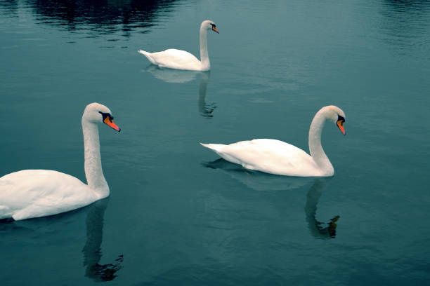 istock Gorgeous swans at the deep blue alps lake 1089352492