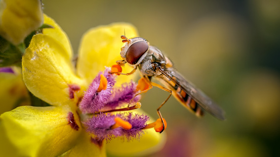 Hover fly on an apple blossom