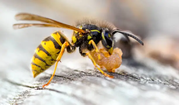 The Common Wasp (Vespula vulgaris) is a social wasp that can form nests as small as a dozen or so in the roof of your shed to colonies boasting 10 000+ in burrows or other suitable nesting sites. The nests are built of a paper like material scavenged from dead and dying wood which they mix with saliva to form a pulp, this is applied thinly to create the paper texture. Seen here scavenging on old rotten pear fruit.