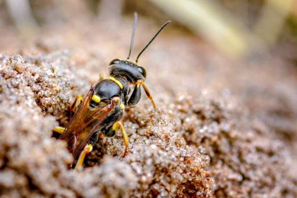 istock Field Digger Wasp. Mellinus arvensis a Solitary Digger Wasp_2 1089357102