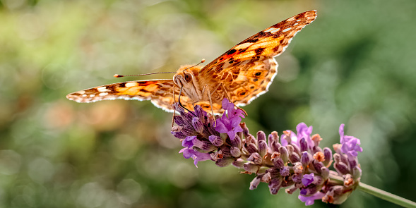 Great spangled fritillary resting in foliage in butterfly garden at a Connecticut state forest, late summer