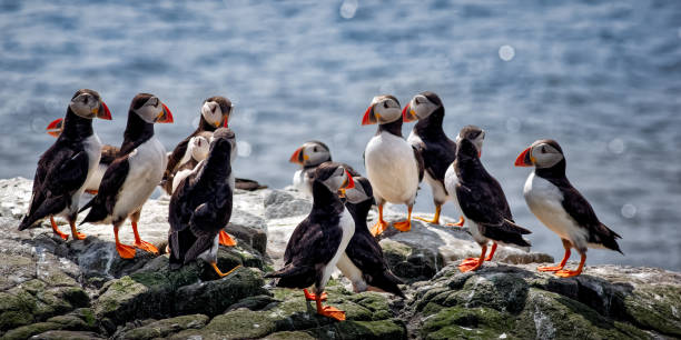 istock Atlantic Puffin, Fratercula arctica forming a group on a Sea Cliff. 1089360148