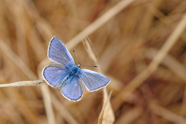 istock Common Blue Butterfly, Polyommatus icarus on Parched Grass Stem. 1089360256