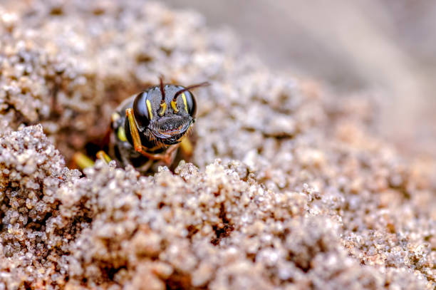 This is the field digger wasp, Mellinus arvensis in our rear garden, September. The wasp hunts for a range of flies for their larval brood cells. Digger wasps nest in open sandy areas.. In areas of bare ground, several female digger wasps nest may occur in the same area. The spoil heaps left around their holes look like a miniature volcano of sandy soil.