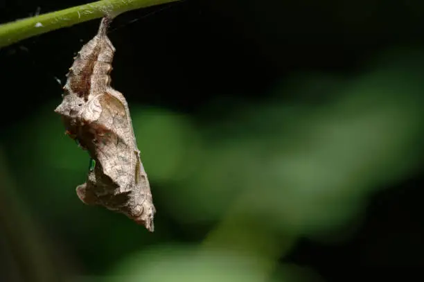 The pupa of a Comma Butterfly hangs below a twig from a tree in woodland, in the Halewood Triangle nature reserve on Merseyside.