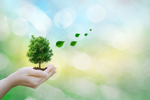 istock Ecology concept human hands holding big plant tree leaves with on blurred background world environment 1089360614