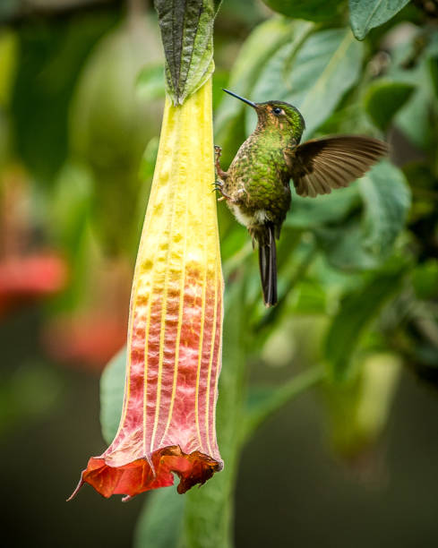istock Brugmansia Flowers on tree with hummingbird getting sector in Ecuador 1089361614
