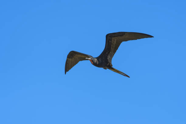 Great frigatebird Great frigatebird flying in front of a blue sky over the Tarcoles River in Costa Rica fregata minor stock pictures, royalty-free photos & images