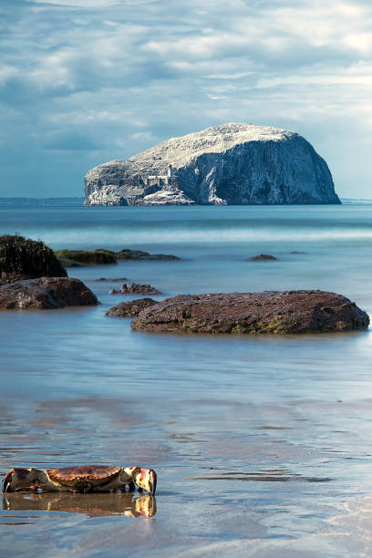 funny view of bass rock with crab. bass rock has world's largest colony of northern gannets. north berwick. scotland - bass imagens e fotografias de stock