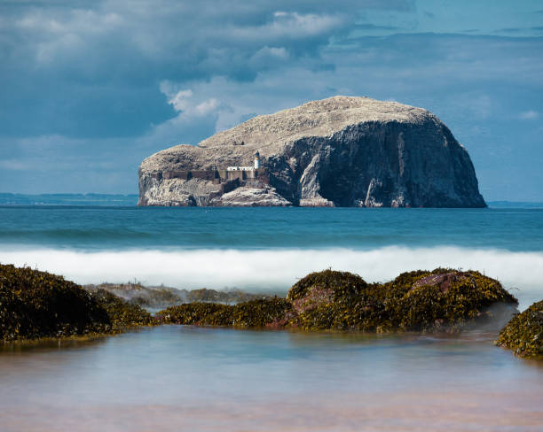 views of bass rock. bass rock has world's largest colony of northern gannets. north berwick. scotland - bass imagens e fotografias de stock