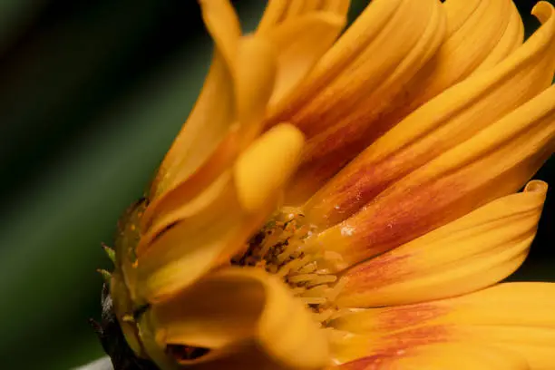 Gerbera african daisy yellow pollen, orange petals tilted on the side
