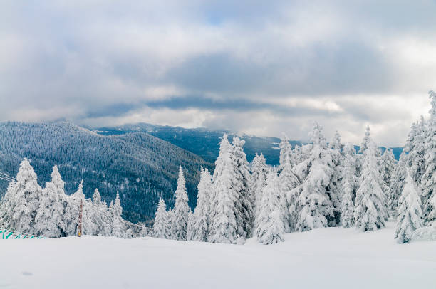 istock Pine Trees on Ilgaz Mountain Ski Resort 1089364998
