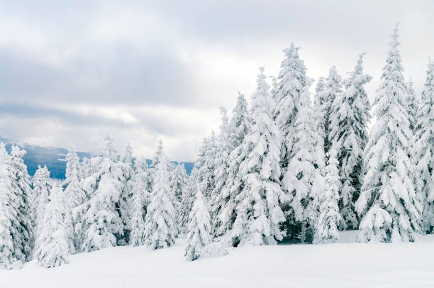 istock Pine Trees on Ilgaz Mountain Ski Resort 1089365086