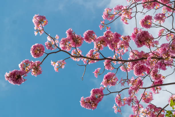 istock Pink flower and tree branch blur nature background 1089365414