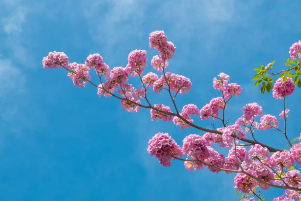 istock Pink flower and tree branch blur nature background 1089365418