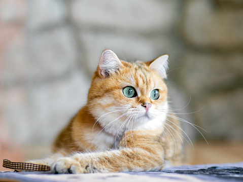 Brown cats sit happily on the floor in the room.soft focus.