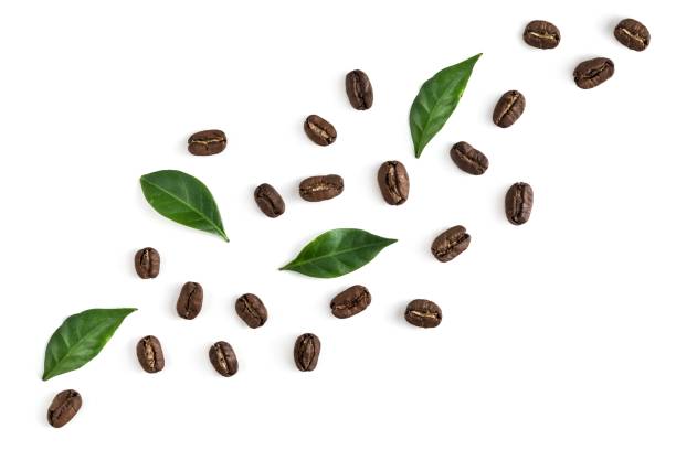 Top view on the coffe beans with leaves on white
