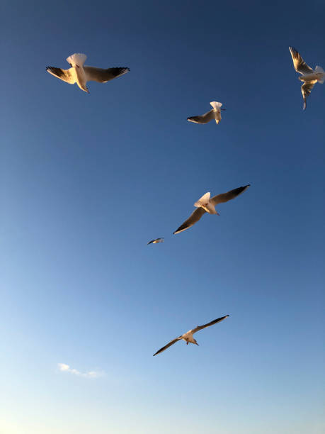 istock flock of seagulls flying in the sky 1089367840