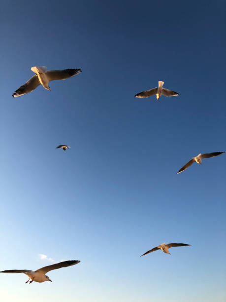 istock flock of seagulls flying in the sky 1089367852