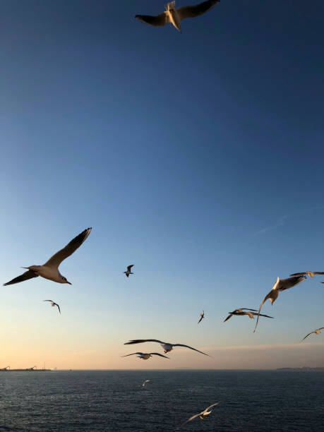 istock flock of seagulls flying over the sea 1089367876
