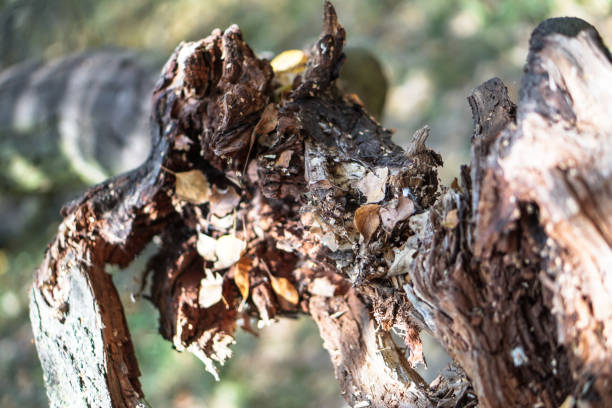 Strongly twisted root of a tree. Abstract background. Stock photo