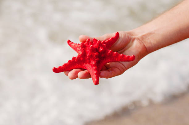 istock Man holding starfish in hands over shallow sea water. 1089370180
