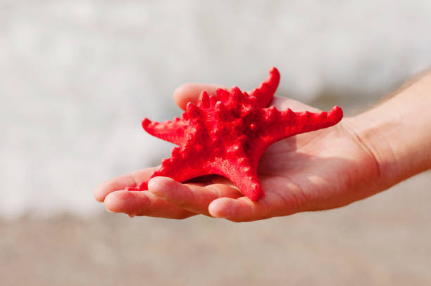 istock Man holding starfish in hands over shallow sea water. 1089370182
