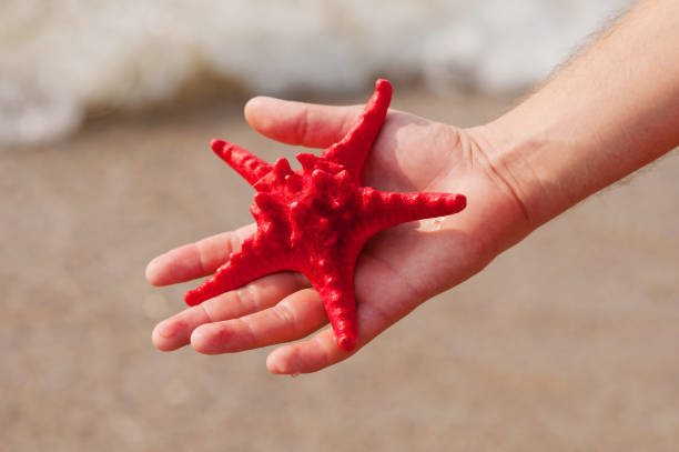 istock Man holding starfish in hands over shallow sea water. 1089370184