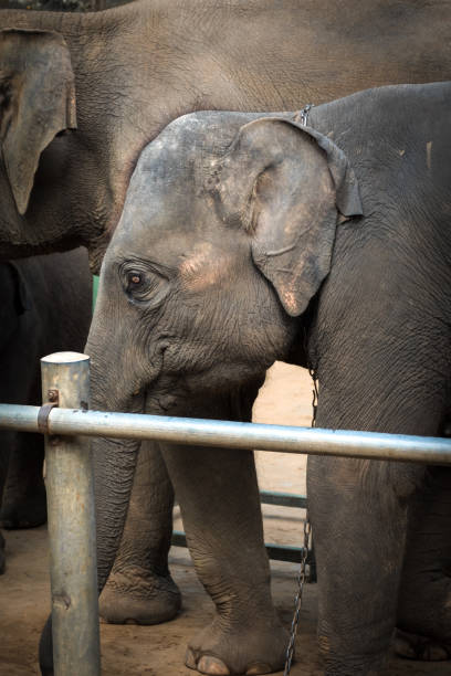 istock Young chained elephant behind bars with a bigger elephant in the background. 1089371296