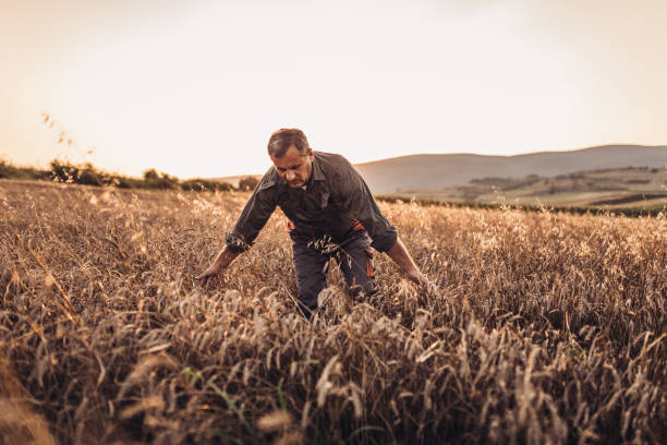 istock Farmer examining his crops before harvesting 1089376814