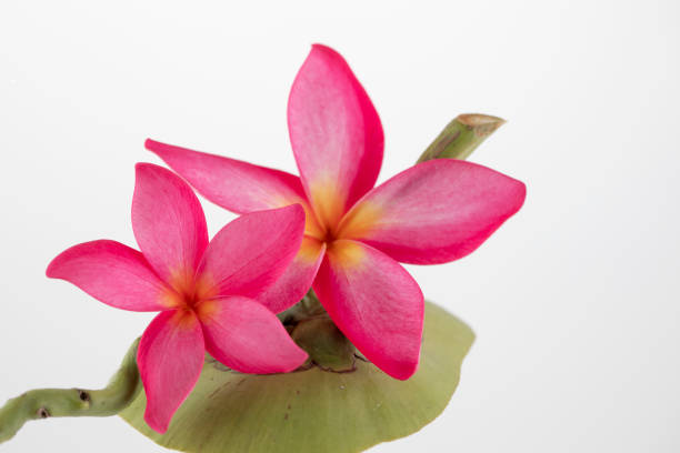 Frangipani flowers arrangement on coconut shell