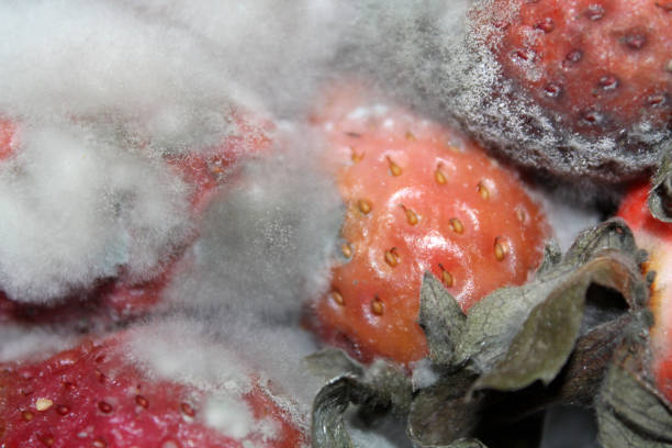 istock Gray mold on red ripe strawberries. Spoiled strawberries 1089378454