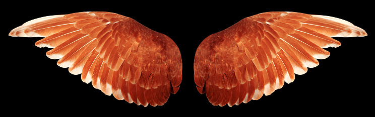 Angel wings isolated on black background. The wings of the pigeon.