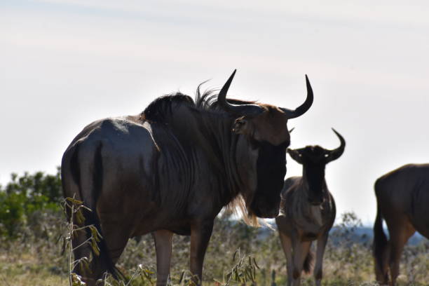 istock Small Herd of Wildebeest 1089379228