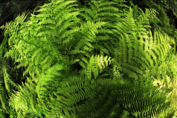 istock Fern plant in the shadow of trees 1089379758